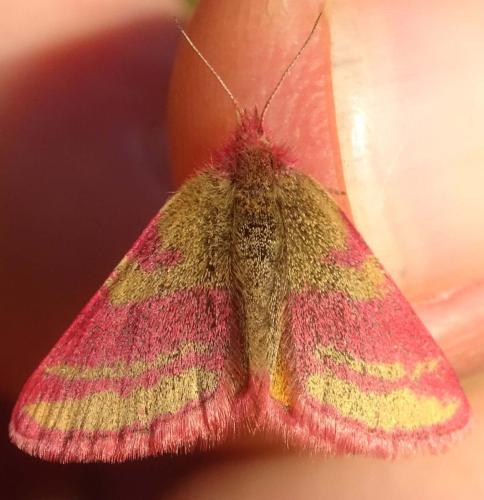 Réf. 354 470 : Lythria sanguinaria